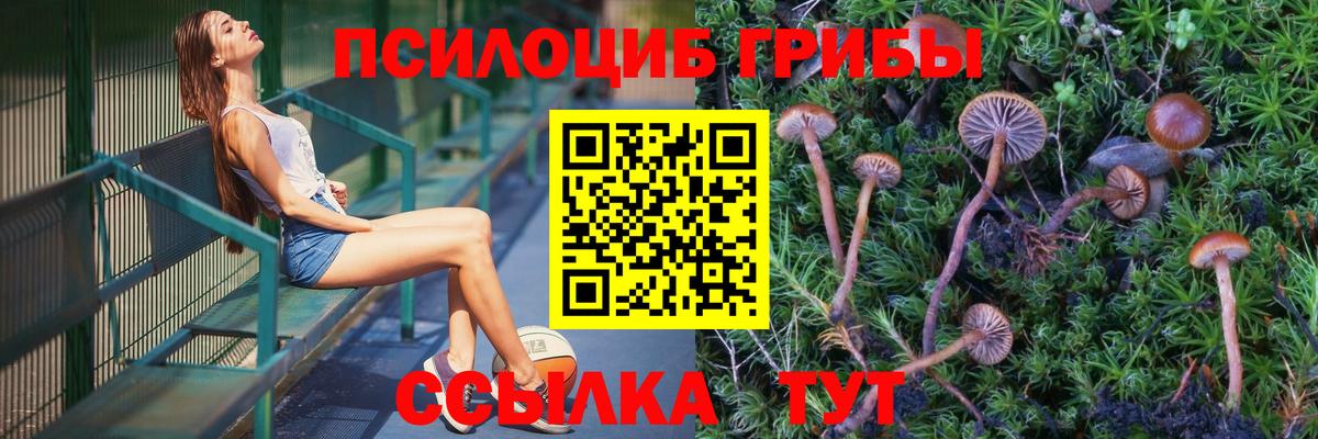 сколько стоит  Ивантеевка  Псилоцибиновые грибы мицелий 